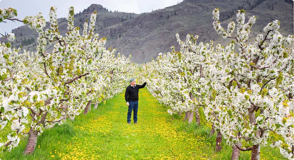 Canada Keremeos, frutero en un bosque de cerezos